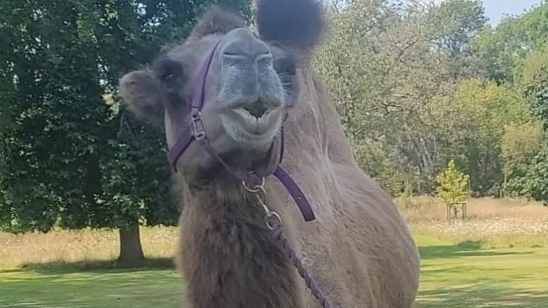 A camel, wearing custom shoes on his feet.