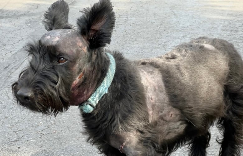 A photo of a Scottish Terrier shaved in parts and with stitches and visible injuries.