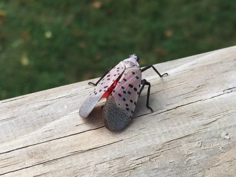 A colourful bug with spotted wings.