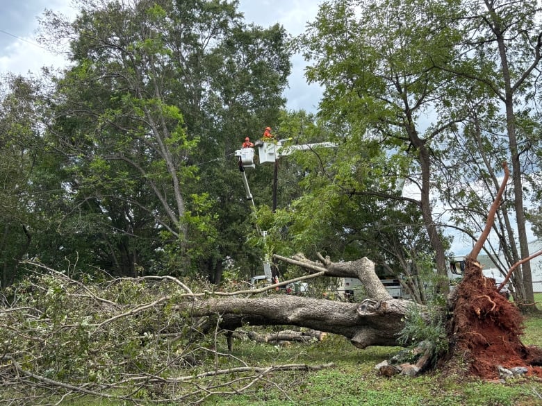 Two people in orange on a lift amid broken trees