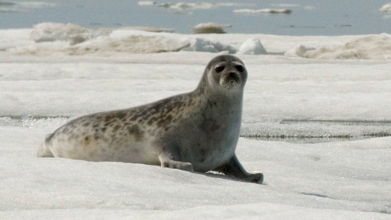 a ringed seal