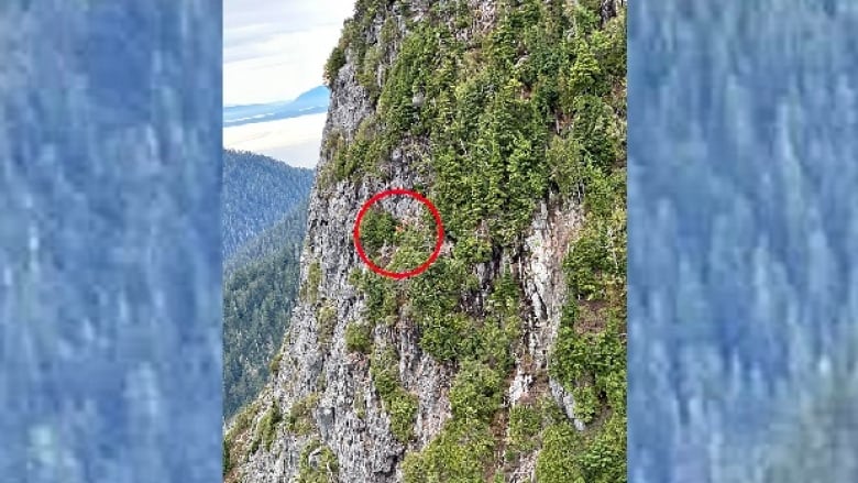 The side of a mountain is covered in green growth, and a red circle marks the spot where a man managed to land about a quarter of the way down.