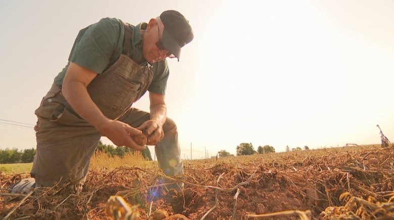 A man in a ball cap and overalls kneels in a field to pick up a potato. 