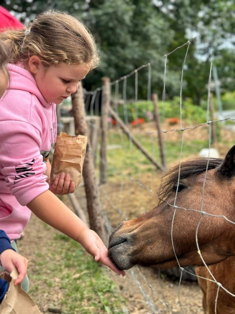 Child with an outstrecthed hand feeding a horse.