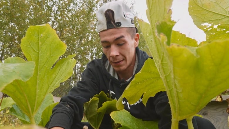 A man's head is shown through some leaves as he kneels down to work in a community garden.