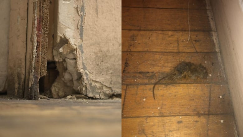 A piece of wall chewed by a mouse and a dead mouse.