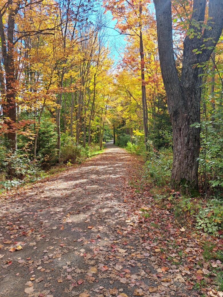 Leaves cover a dirt path through an autumn wood.