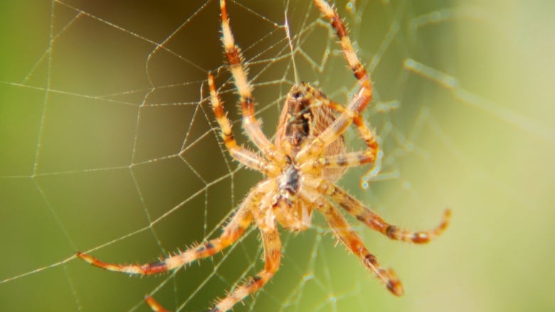 A close-up photo of a brown spider on a web.