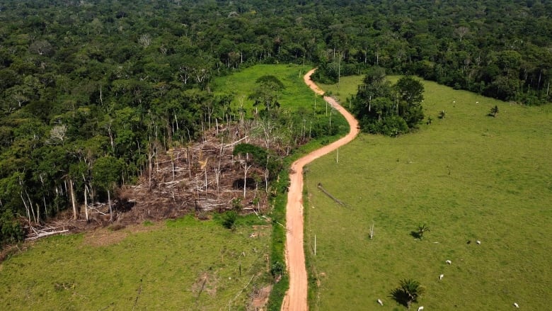 Cows roam an area recently deforested in the Chico Mendes Extractive Reserve, Acre state, Brazil, Dec. 6, 2022.