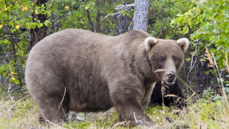 A large grizzly bear in the forest.