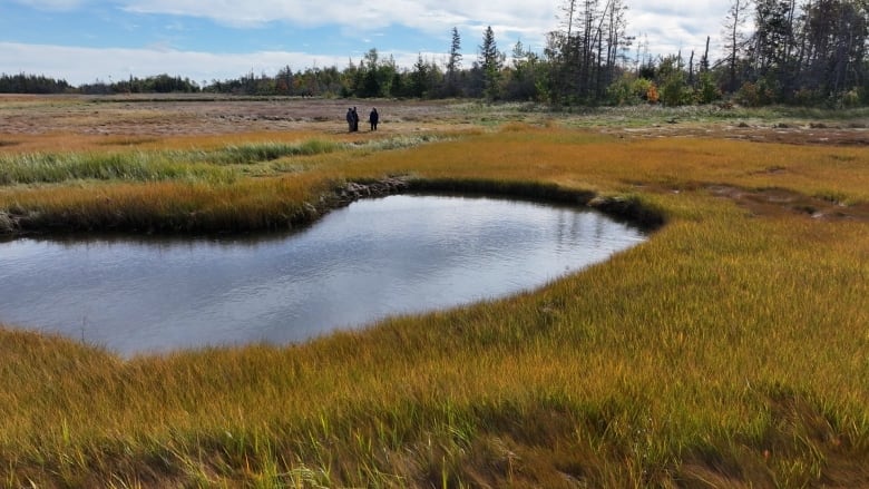 A drone shot of three people walking in a salt marsh 