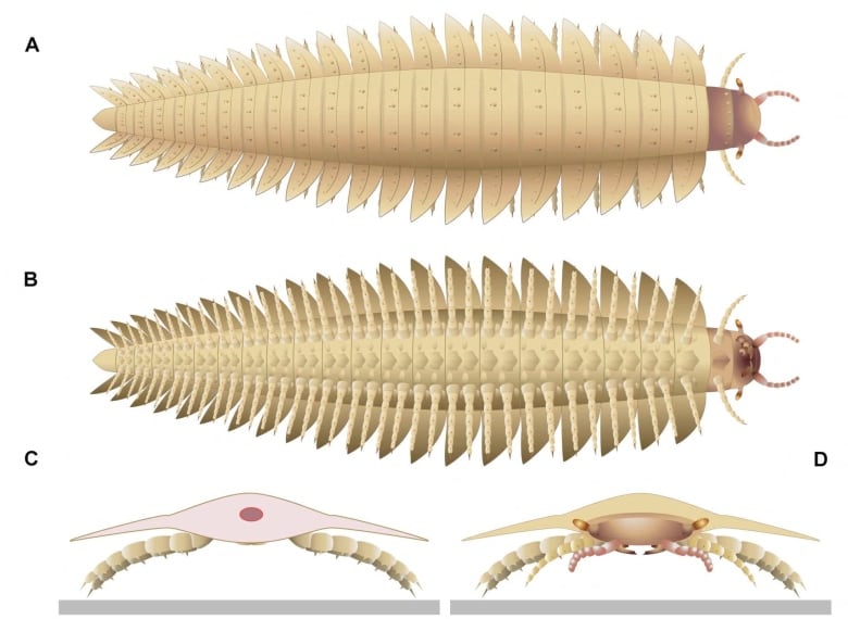 Sketches of a large centipede from different angles