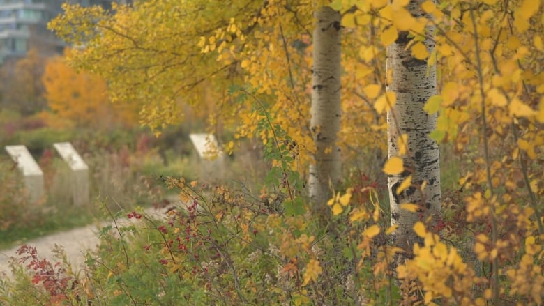 Two trees with yellow leaves