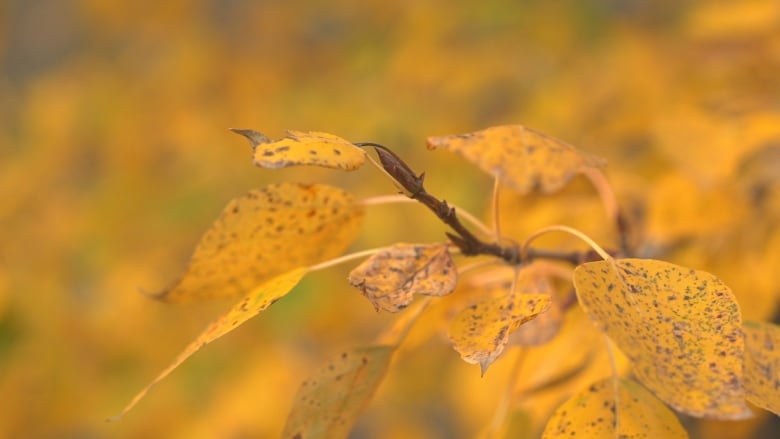 Yellow leaves on a branch