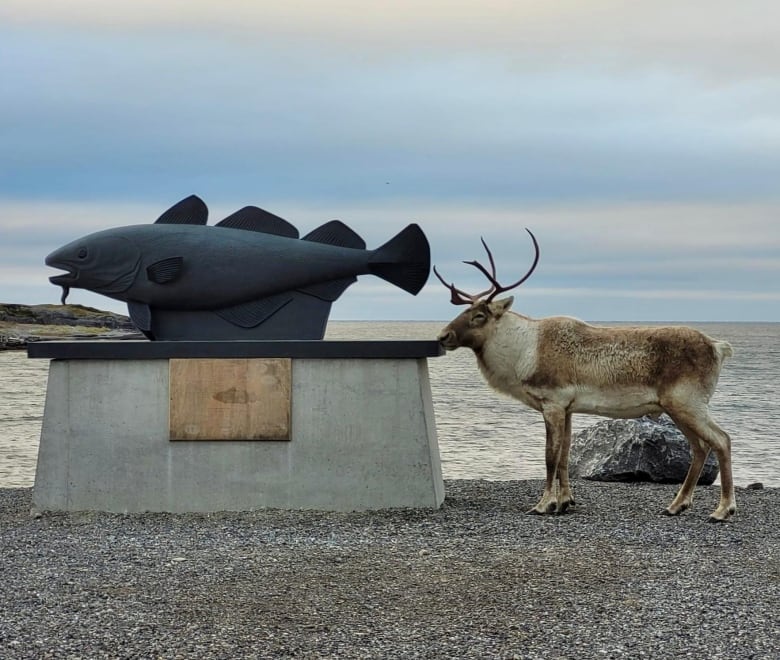 A caribou stands next to a statue of a cod fish on a beach.