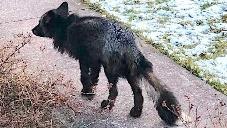 A fox with black, patchy fur walking along a sidewalk.