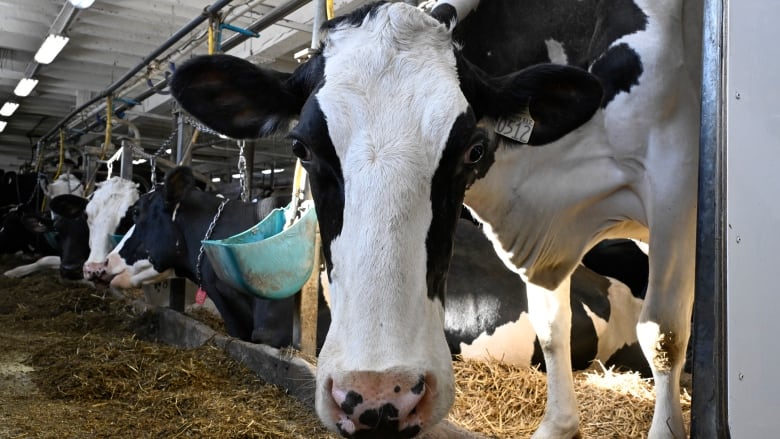 A dairy cow looks at the camera.