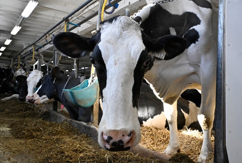 A dairy cow looks at the camera.