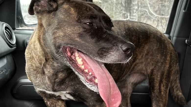 A dog in a vehicle.