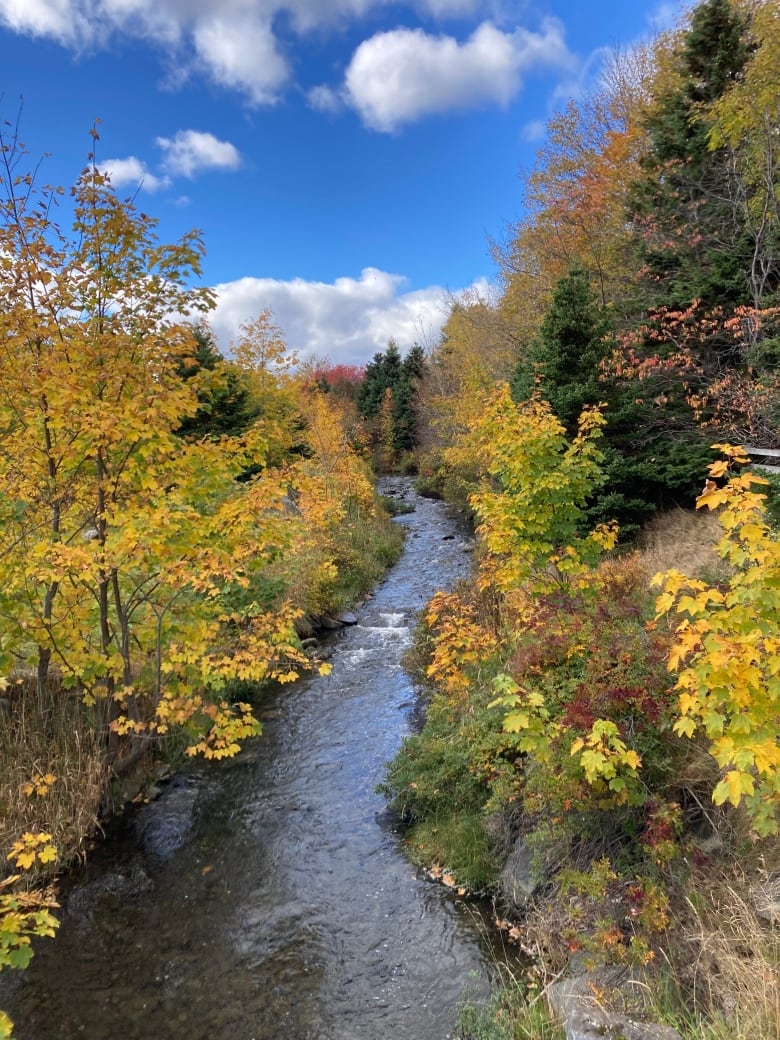 A river cuts through two parts of land, both covered in trees that has leaves turning yellow