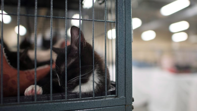 A cat lies in a cage.