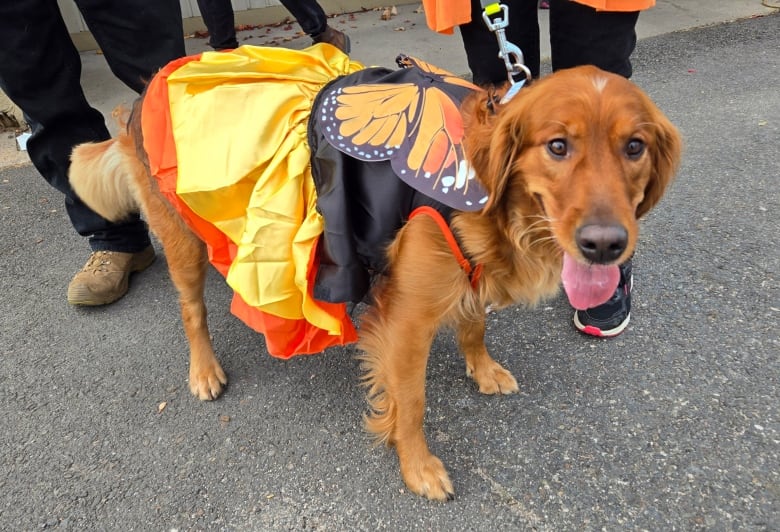 A medium-sized dog in a gold, orange and black outfit with monarch butterfly wings.