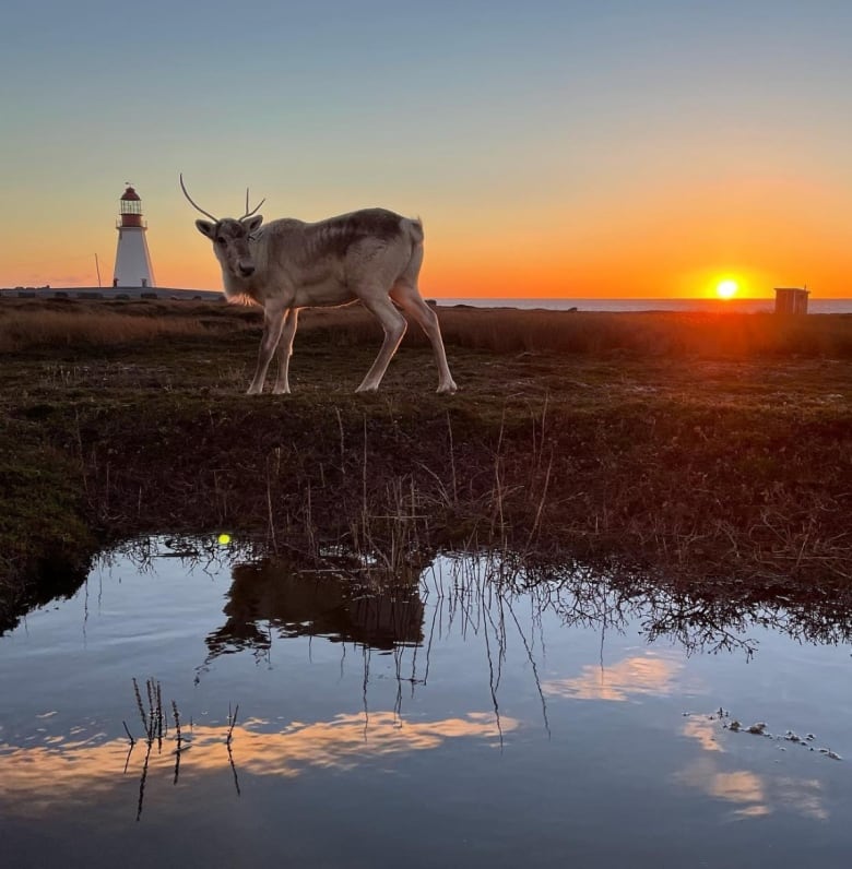 A sun setting with an elk standing next to a small body of water. A small lighthouse in the background.