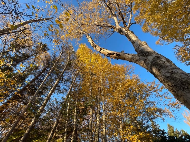 A view looking up at birch trees, with leaves turning yellow.