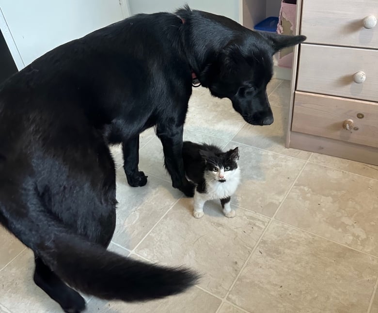 A black dog stands next to a black and white kitten