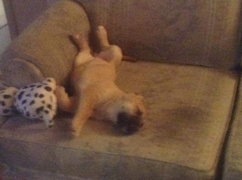 A puppy laying on a couch with its belly up.