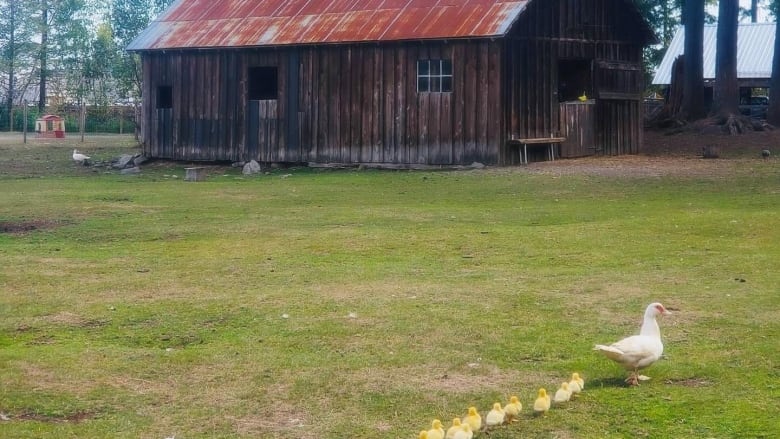 Several ducklings follow a duck walking on grass with an old barn in the background