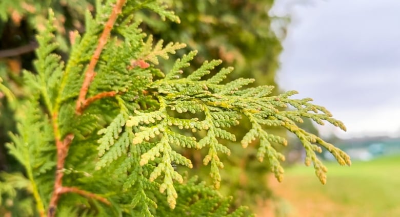 A Beaverbrook hedge branch.