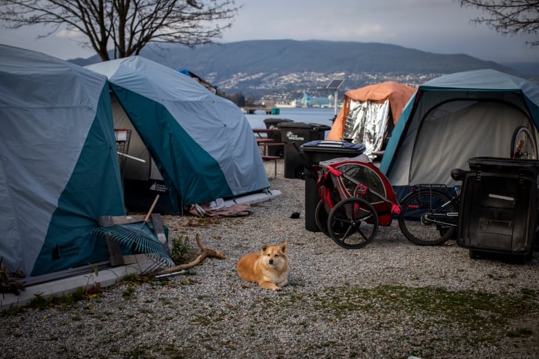 A tiny dog sits among tents and paraphernalia at an outdoor encampment.