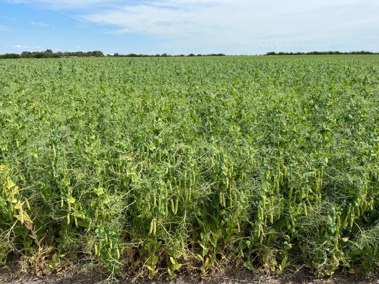 A green field of pea plants