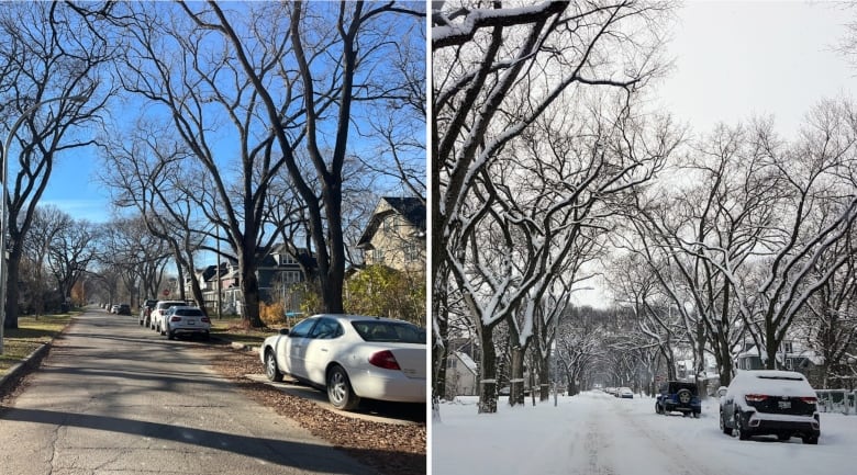 Tall trees with no leaves border a street with cars parked at the side.