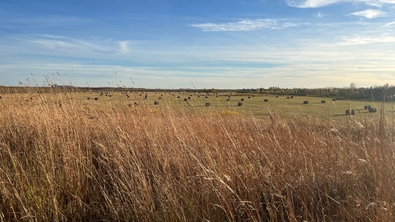 Hay bales are seen in the distance on a field in fall