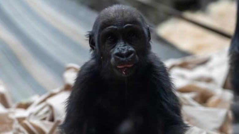 A young gorilla