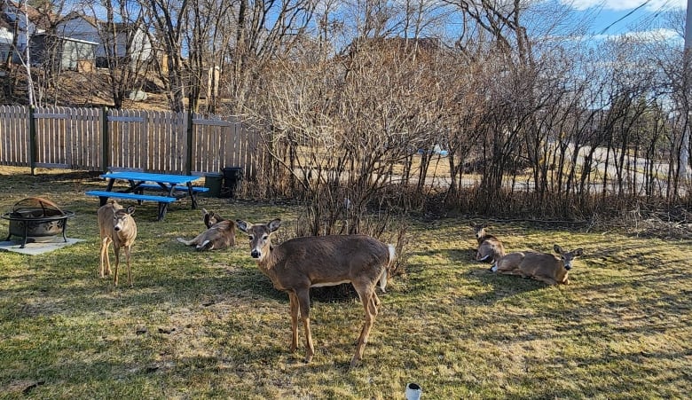 A small herd of deer in a yard.