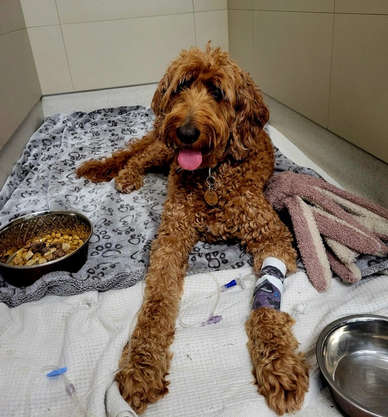 A curly brown dog is shown with an IV in her leg