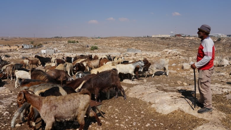 A man with a herd of goats.