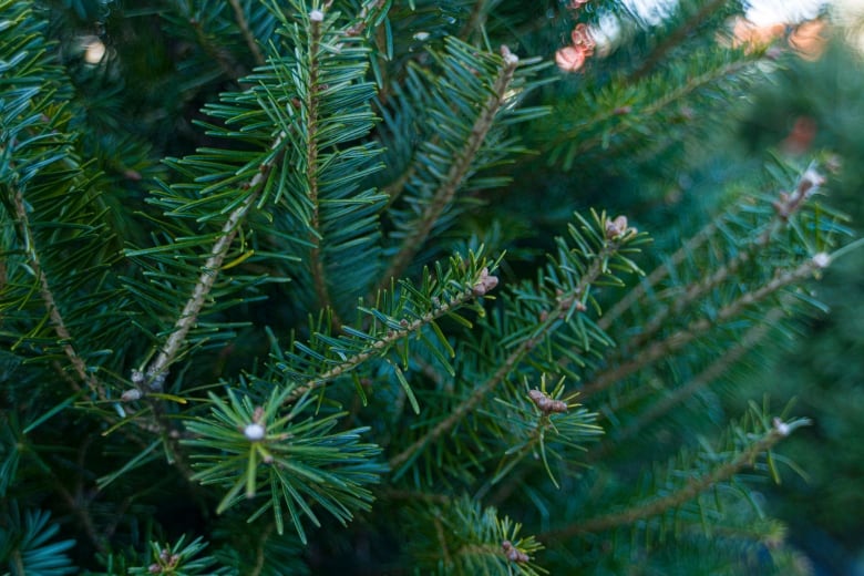 A close-up of a Christmas tree.