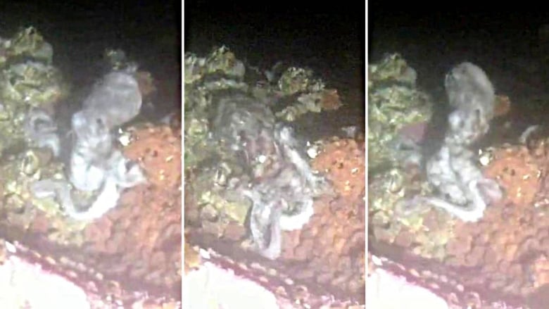 Three still images of an octopus in different positions as the current changes.