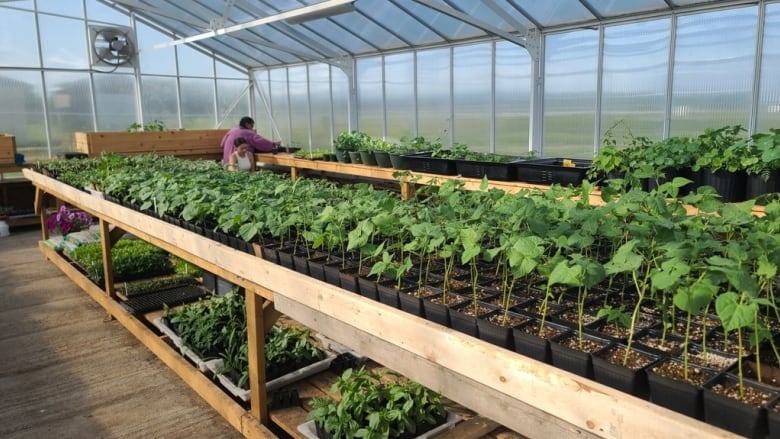 A photo of the inside of a greenhouse. 