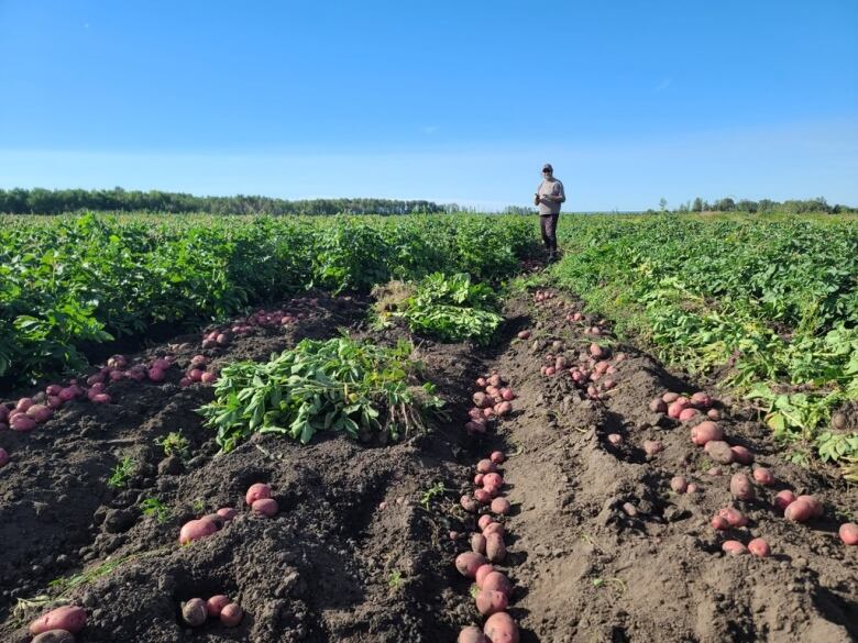 A photo of a potato field