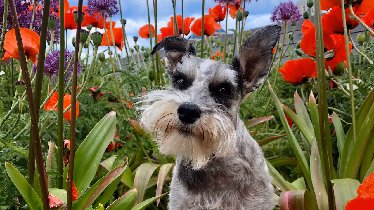 Dogtor Conrad Sparkles Wins Calgary's Quirky Dog Mayor Race